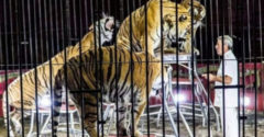 A világhírű állatidomárt saját tigrisei szaggatták széjjel. Szenvedélye lett a végzete is.