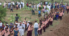 12 óra alatt 66 millió fát ültettek ki Indiában a klímaváltozás ellen hirdetett kormányzati kampány keretében