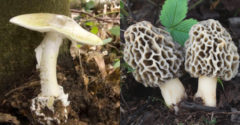 Meg tudod különböztetni a mérgező gombákat az ehetőktől? Egy rossz döntés akár az életedbe is kerülhet