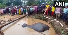 Több tucat falusi egyesítette az erejét, hogy megmentsék a fuldokló elefántot