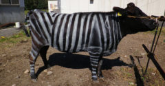 A kutatók zebracsíkokat festettek a tehenekre és érdekes dolgokra jöttek rá.