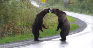Két grizzly medve a territóriumért harcol