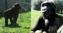 A fiatal gorilla át akar jutni a villanypásztoron. A családjával szeretne lenni