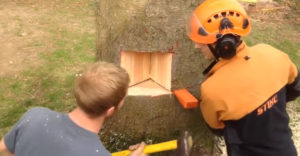 Egy igazi profi munka! Tökéletesen megtervezték a fa kivágását