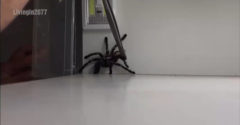 Mi a teendő, ha a tarantula befogása nem a tervek szerint sikerül