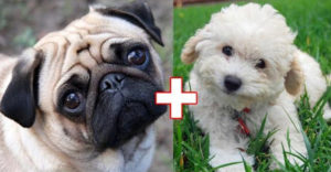 10 alkalom, amikor két teljesen különböző kutyafajtának született kölyke