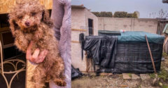 Váratlan látogatók jelentek meg egy révkomáromi illegális kutyaszaporítóban. Kis ketrecek, tele mocsokkal