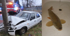 Karácsonyi ponty okozott közúti balesetet Csehországban. Hogy hogyan?