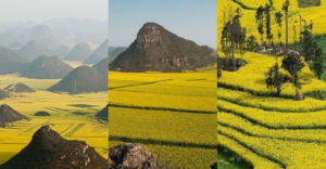 Gyönyörű, sárga virágtengerek: hatalmas repceföldek Kínában
