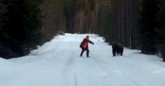 Egy medve támadta meg, de a félelmet nem ismerő svéd férfi hangos kiabálással elriasztotta