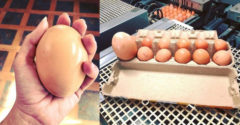 Egy farmer a szokásosnál 3x nagyobb tojást talált a tyúkólban. Mi lapult benne?