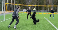 Amikor a kutyád jobban megtanul röplabdázni, mint te