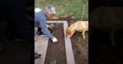 Amikor a kerti munkákba befogod a kutyád is (Ideális munkás)
