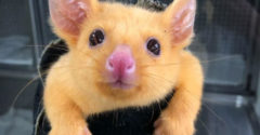 Egy értékes és ritka teremtményt mentett meg egy ausztrál állatklinika. Az emberek azt mondják, hogy Pikachut kapták el