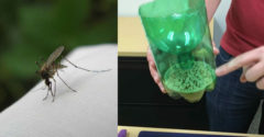 Egyszerű ötlet egy 3 összetevőből álló hatékony ellenszerre az idegesítő szúnyogok ellen