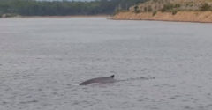 Egy nyaraló bálnát videózott le közel a horvátországi Krk sziget partjaihoz