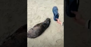 A kínai turista fel akarta ébreszteni a parton alvó fókabébit. A gumipapucsával csapdosta meg