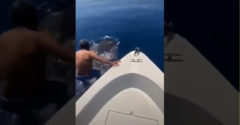 A hajóról egy hatalmas cápa hátára ugrott, majd azon lovagolt egy szaúdi férfi