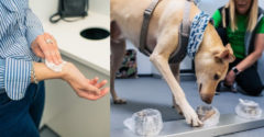A helsinki repülőtéren kutyákat alkalmaznak a COVID-19 tesztelésére. Gyorsabban kapsz eredményt, mint a laboratóriumból