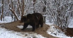 A lelki sérült medve 6 évvel az állatkerti szabadulása után