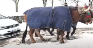 Ha elakadunk a hóban, majd csak segít nekünk egy ökör (Szó szerint)