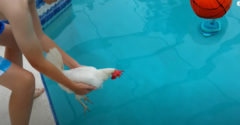 Vajon tud a kakas úszni? (Teszt a medencében)