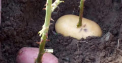 Rózsaszárat szúrt egy krumpliba, majd azzal együtt a földbe ültette. Egy hét után már látszódott is az eredménye.