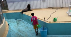 Vajon mit csinálnak a fókák, amikor az állatkert dolgozói a medencéjüket tisztítják? Hát élvezik
