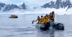 A pingvin észvesztve menekült a kardszárnyú delfin elől. Menedékét az embereknél lelte