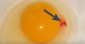 Piros folt a tojásban – mi is ez valójában és ehető a tojás ennek ellenére?