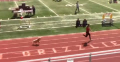 A nézőket egy kutya ragadta magával, aki elhatározta, hogy részt vesz a futóversenyen. Meg is nyerte.