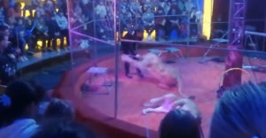 Az oroszlán rátámadt az idomárára egy cirkuszban (Oroszországban)