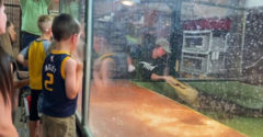 Elkapta a gondozó kezét egy aligátor, egy látogató mentette meg őt (Hős az állatkertben)
