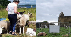 Juhok és kecskék segítenek egy benőtt ír temető feltárásában