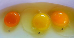 Melyik tojás a legegészségesebb? Elárulja a sárgája színe