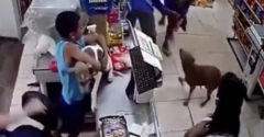 A fiú egy másik kutya támadásától védi az üzletben a saját kutyáját