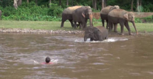 Az elefánt azt hitte, hogy fuldoklik az ember. Azonnal a segítségére sietett
