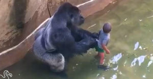 Egy kisfiú a gorillák kifutójába esett. Az egyik ezért bűntelenül az életével fizetett