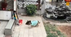 VIDEÓ: Amikor a kutya leleményesebb, mint az ember (Megoldotta a helyzetet)