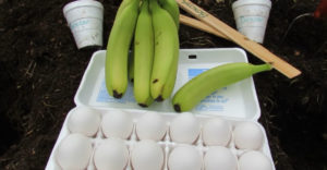 Áss el tojást és banánt a földbe. Valószínűleg sok kertészt is meglep ez a trükk