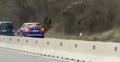 Medvével ütközött egy sofőr az autópályán (Románia)