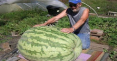 A férfi felvágta a piacon vásárolt 130 kilós görögdinnyét. Elsápadt, amikor meglátta, mi van benne