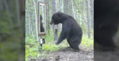 Mi történik, ha egy medve egy tükröt talál az erdőben?