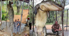 Több napig üldözte a vadász a hatalmas emberevő krokodilt