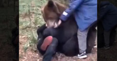 VIDEÓ: Egy csapat agyatlan vs. medve (Egyenlő erőviszonyok)