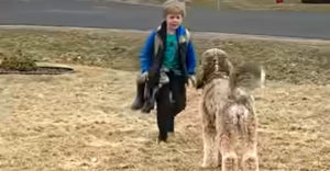 VIDEÓ: A kutya arra várt, hogy a fiú visszatérjen az iskolából (Megható üdvözlés)