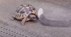 A teknős megharapta a macska farkát (Senki sem számított rá)