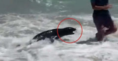 VIDEÓ: Pánik a tengerparton. A fóka a turistáknak rontott.