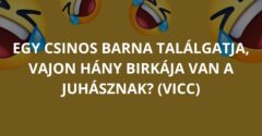 Egy csinos barna találgatja, vajon hány birkája van a juhásznak? (Vicc)