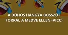 A dühös hangya bosszút forral a medve ellen (Vicc)